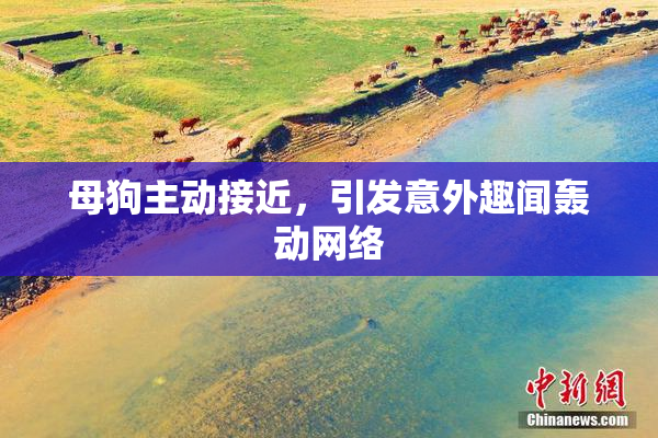 母狗主动接近，引发意外趣闻轰动网络