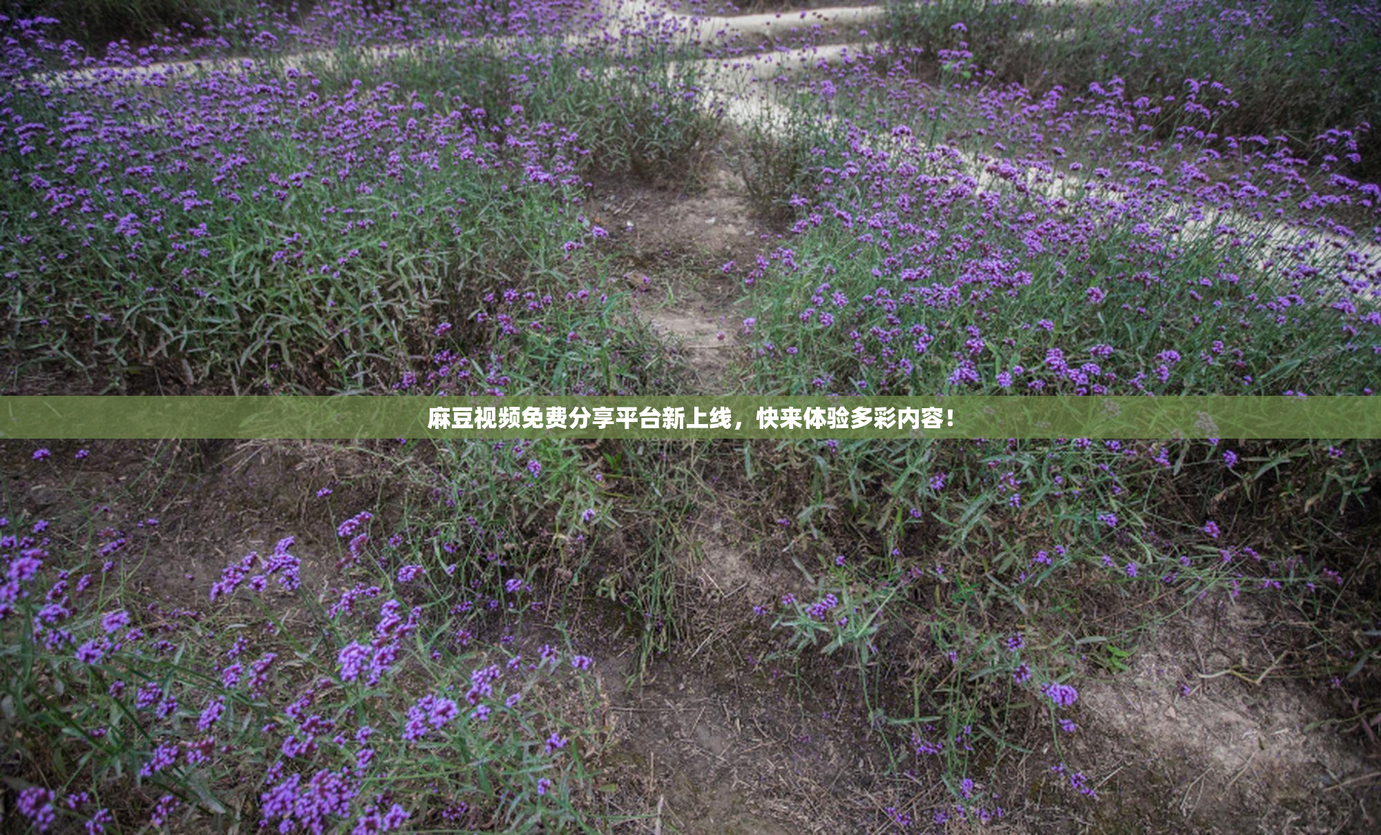 麻豆视频免费分享平台新上线，快来体验多彩内容！