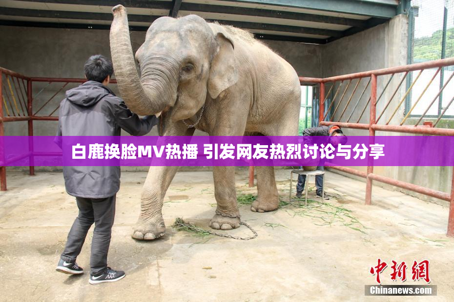 白鹿换脸MV热播 引发网友热烈讨论与分享
